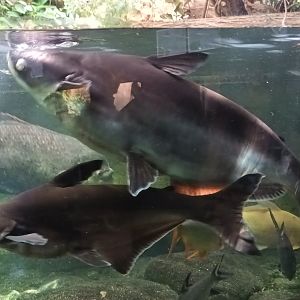 Sutchi Catfish and Giant Pangasius