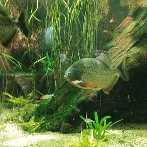 South America sharp Theeth and bright Colours Tank