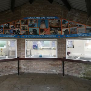 Viewing window into seal hospital