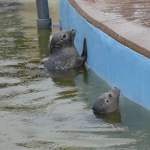 Harbour seal juveniles