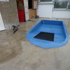 Seal hospital outdoor pool
