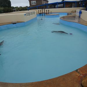 Resident seal pool