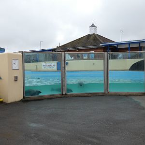 Underwater viewing into resident seal pool