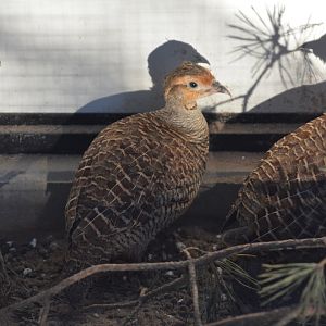 Grey francolin (Ortygornis pondicerianus)