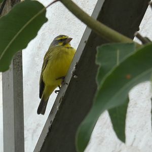 Yellow-fronted canary