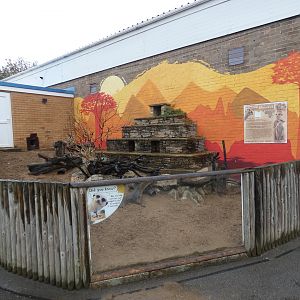 Meerkat outdoor enclosure