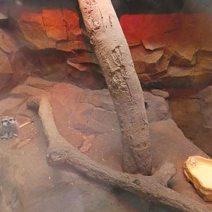 Meerkat indoor enclosure