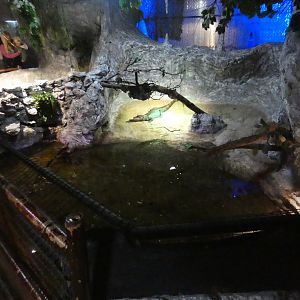 Spectacled caiman enclosure