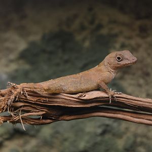 Hispaniolan anole (Anolis hispaniolae)