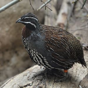 Madagascar partridge (Margaroperdix madagascariensis)