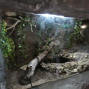 Boa constrictor enclosure