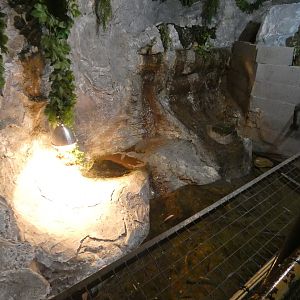 Second half of the spectacled caiman enclosure