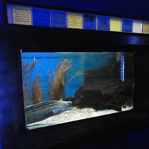 Leopard moray eel enclosure