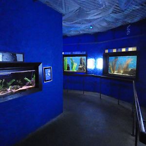 View in aquarium