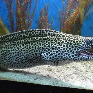 Leopard moray eel