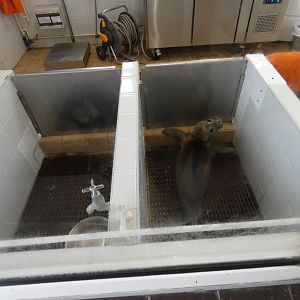 Recently rescued harbour seal pup