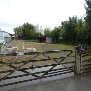 Alpaca enclosure