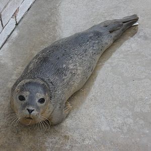 Harbour seal