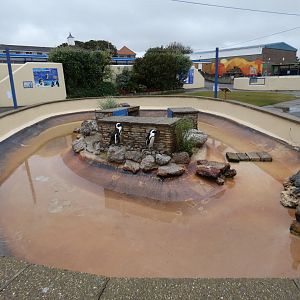 African penguin enclosure