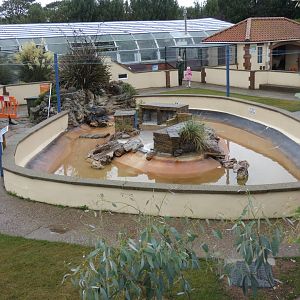 African penguin enclosure