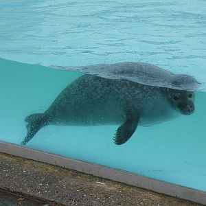 Harbour seal