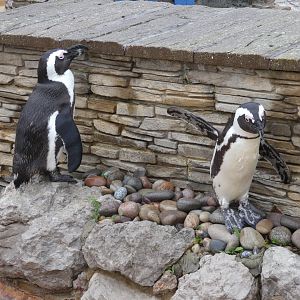 African penguin