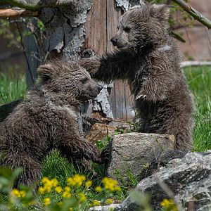 Himalayan brown bear (Ursus arctos isabellinus)