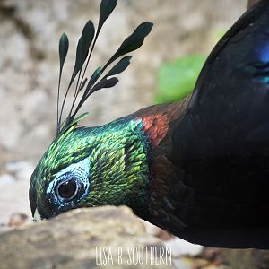 Himalayan Monal