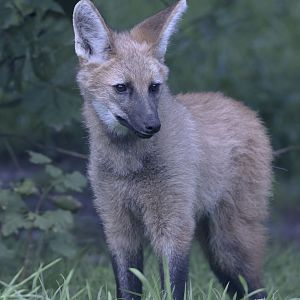 Maned wolf, half-grown cub