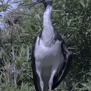 Straw-necked ibis fledgeling