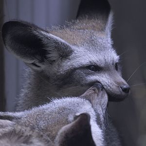 Bat-eared foxes