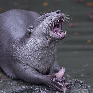 Smooth otter