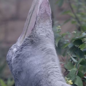 Shoebill (ecstatic?))