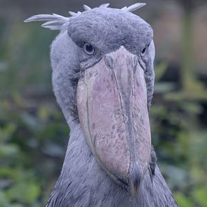 Shoebill (solemn?)