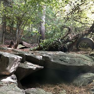 Streamside, Bobcat exhibit