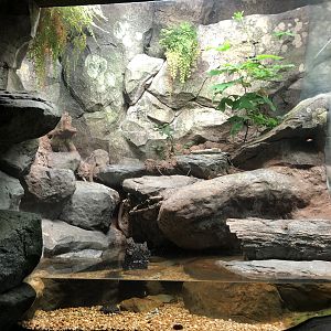 Streamside, Spotted turtle exhibit