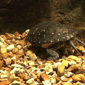 Streamside, Spotted turtle
