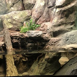 Streamside, Eastern cottonmouth exhibit