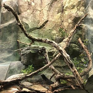 Streamside, Eastern fence lizard exhibit
