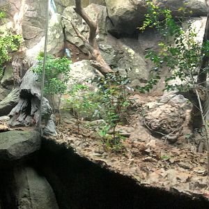Streamside, Native snake exhibit
