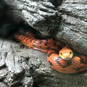 Streamside, Corn snake