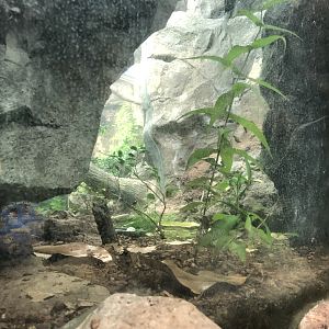 Streamside, Eastern box turtle exhibit