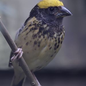 Streaked weaver (male)