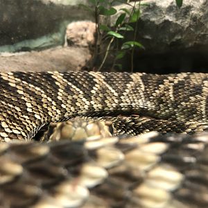 Streamside, Eastern diamondback rattlesnake