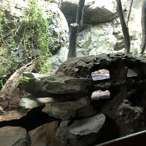 Streamside, Copperhead exhibit