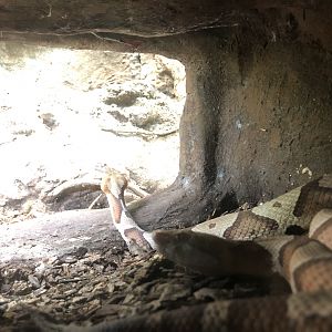 Streamside, Copperhead