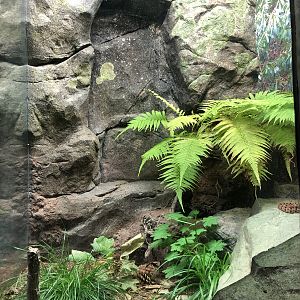 Streamside, Pygmy rattlesnake exhibit