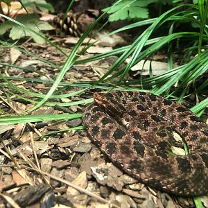 Streamside, Carolina Pygmy rattlesnake