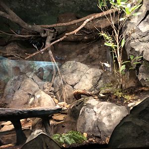 Streamside, Barred owl exhibit
