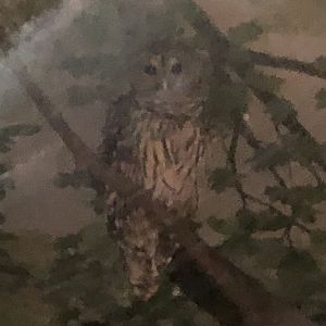 Streamside, Barred owl